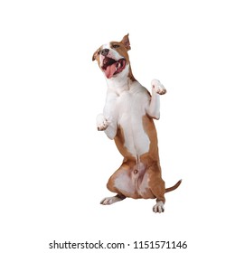 A happy large dog stands on its hind legs. Dog isolated on white background - Powered by Shutterstock