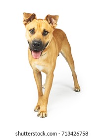 Happy Large Mixed Breed Dog Yellow Stock Photo 713426758 | Shutterstock