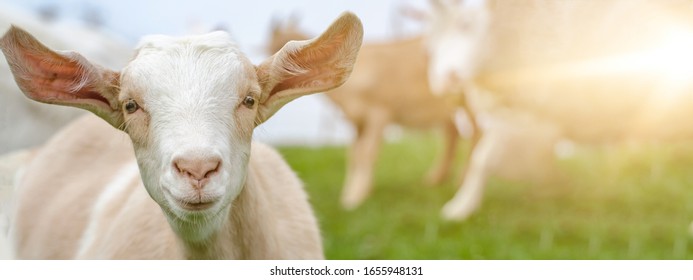 Happy Laughing Goat Illuminated By The Sun