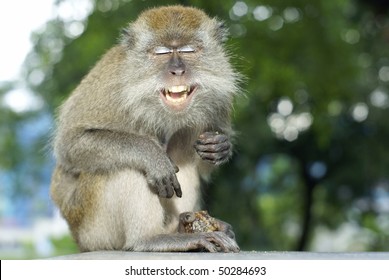 Happy laughing macaque monkey with fruit in its lap