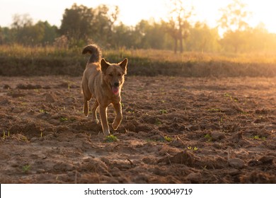 Happy light brown hair dog running in the field and stick out her tongue