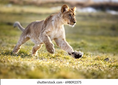 Happy Lion Cub Running