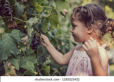 Happy Little Baby Girl Child Picking And Eating Grapes Outdoors 