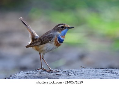 Happy Little Bird Wagging Its Tail High While Searching For Meal In Early Morning In Its Habitation During Visiting To Thailand, Bluethroat (luscinia Svecica)