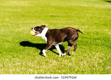 Happy Little Boston Terrier Playing With A Tennis Ball