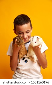 Happy Little Boy With Cute Guinea Pigs Optimistic Boy Smiling And Not Looking At Camera While Carrying Adorable Guinea Pigs Against Yellow Background