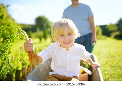 Happy Little Boy Having Fun In A Wheelbarrow Pushing By Dad In Domestic Garden On Warm Sunny Day. Child Hold Bunch Of Fresh Carrots. Active Outdoors Games For Kids In The Backyard During Harvest Time