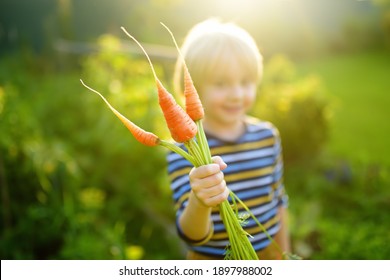 Happy little boy helps family to harvest of organic homegrown vegetables at backyard of farm. Child holding bunch of fresh carrot and having fun. Healthy vegetarian food. Local business. Harvesting.