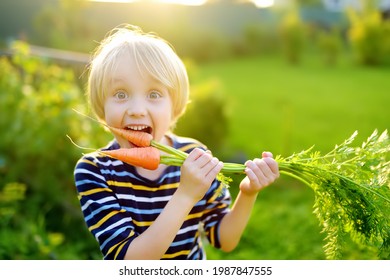 Happy little boy helps family to harvest of organic homegrown vegetables at backyard of farm. Child eating a fresh carrot and having fun. Healthy vegetarian food. Local business. Harvesting.