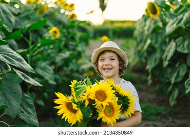 Happy Little Boy Walking In Field Of Sunflowers. Child Playing With Big Flower And Having Fun. Kid Exploring Nature. Baby Having Fun. Summer Activity For Inquisitive Children.