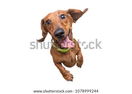 Happy and a little crazy brown dachshund jumping on camera. White isolated background