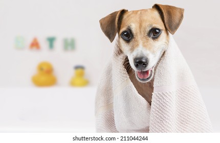 Happy Little Dog In The Bathroom After A Bath Wrapped In A Towel