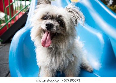 Happy Little Dog With Tounge On Blue Slider, Relax Dog 