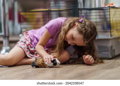 happy little girl is sitting on floor and stroking fluffy guinea pig with her hand. child takes care animal, feeds it and plays with it. Pet care. Training in responsibility and care an animal.