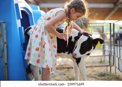 Happy Little Girlcaresses Small Calf At Cow Farm At Summer Day.