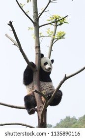 Happy Little Panda On The Tree, Dujiangyan, China