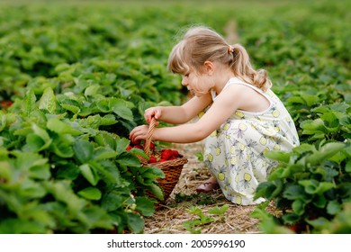 Happy little preschool girl picking and eating healthy strawberries on organic berry farm in summer, on sunny day. Child having fun with helping. Kid on strawberry plantation field, ripe red berries. - Powered by Shutterstock