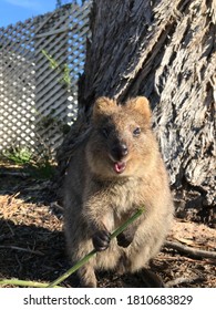 Happy Little Quokka Smiling Away On Rottnest Island WA