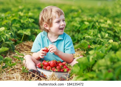 Happy Little Toddler Boy On Pick A Berry Farm Picking Strawberries In Bucket, Outdoors