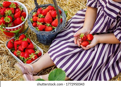 Happy little toddler girl picking and eating strawberries on organic berry farm in summer, on warm sunny day. Child having fun with helping. Kid on strawberry plantation field, ripe red berries. - Powered by Shutterstock