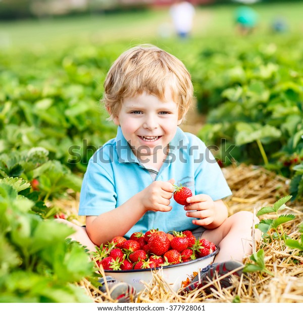 Happy little toddler kid boy picking and eating strawberries on organic pick a berry farm in summer, on warm sunny day. Harvest fields. Healthy food for children. Gardening and farming concept