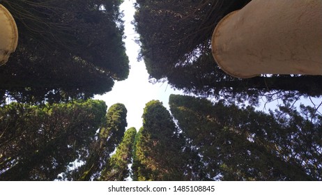 
Happy Little Trees (vittoriale Degli Italiani)