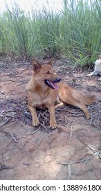 Happy Living Finnish Spitz Dog 