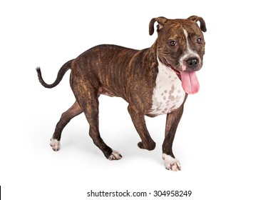 11,503 Bull tongue Images, Stock Photos & Vectors | Shutterstock