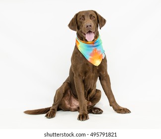 Happy male Chocolate Labrador dog wearing tie dye bandanna sitting on white. Homeless shelter dog looking for a family.