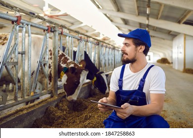 Happy Male Farm Worker With Tablet Computer Sitting Near Stables With Feeding Cows In Big Barn. Dairy And Meat Industry, Smart Farming, Agro Technology In Farming Business Concepts. Copy Space