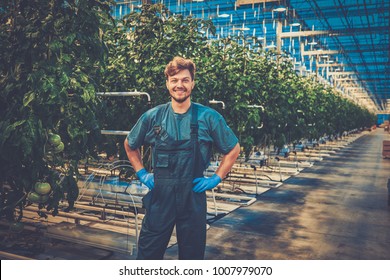 Happy Man On A Tomato Farm.