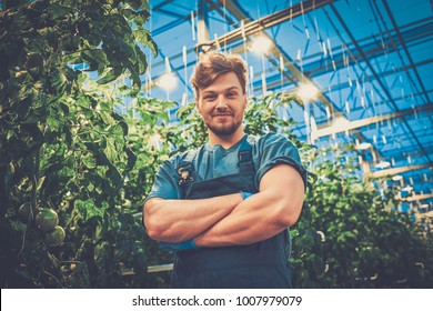 Happy Man On A Tomato Farm.