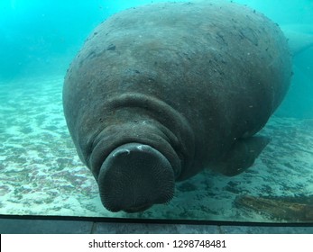 Happy Manatee Pushing His Face Against The Glass