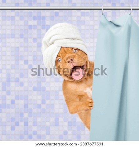 Happy mastiff puppy with towel on it head peeking out from behind the shower curtain in the bathroom at home