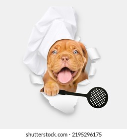 Happy Mastiff Puppy Wearing Chef's Hat Looking Through A Hole In White Paper Holds Black Skimmer