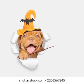 Happy mastiff puppy wearing hat for halloween looks through a hole in white paper and points away on empty space - Shutterstock ID 2206567245