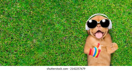 Happy mastiff puppy wearing sunglasses and headphones lies on its back on summer green grass, listens music, shows thumbs up gesture. Top down view. Empty space for text