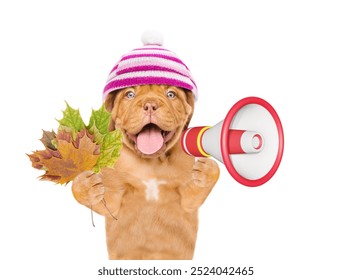 Happy Mastiff puppy wearing warm knitted hat with pompon holds dry leaves and barking into the megaphone. Isolated on white background - Powered by Shutterstock