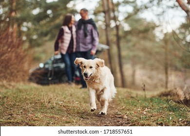 Happy Mature Couple Have A Walk With Their Dog In Autumn Or Spring Forest Near Modern Car.