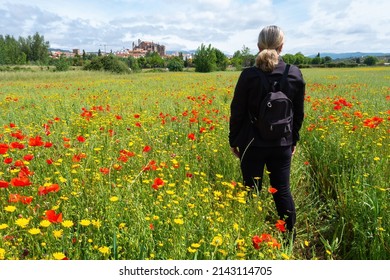 Happy Mature Woman Traveller Holding Bouquet Of Red Poppy Flowers At The Poppy Meadow In The Countryside. Poppy Field At Summer Time.