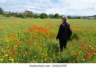 Happy Mature Woman Traveller Holding Bouquet Of Red Poppy Flowers At The Poppy Meadow In The Countryside. Poppy Field At Summer Time.