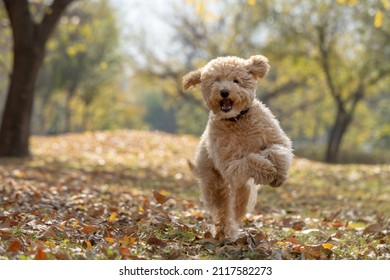 A happy mini golden doodle puppy playing in the park - Shutterstock ID 2117582273