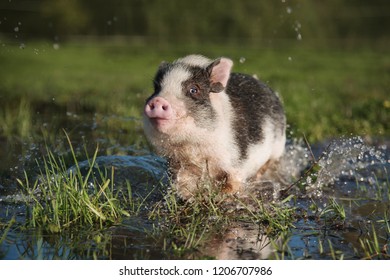 Happy Mini Pig Playing In A Puddle