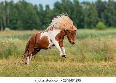 Happy miniature shetland breed pony running in the field in summer