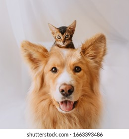 happy mixed breed dog portrait with a kitten on his head - Shutterstock ID 1663393486