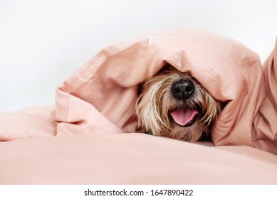 Happy Mixed Breed Dog Under The Covers On The Bed