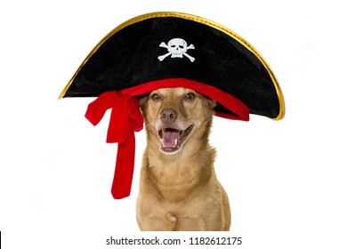 HAPPY MIXEDBREED DOG DRESSED IN A PIRATE  HALLOWEEN, MARDI GRAS OR CARNIVAL COSTUME HAT. ISOLATED AGAINST WHITE BACKGROUND