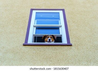 Happy mixed-breed dog peers down from house window above  - Powered by Shutterstock