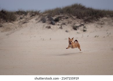 1,792 Distant dog Images, Stock Photos & Vectors | Shutterstock