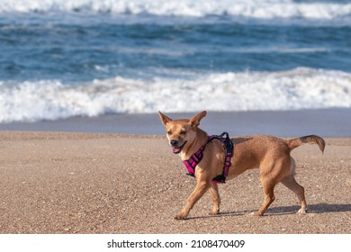 A happy mixed-breed female dog in a pink harness walking along the beach on the sand with the ocean waves blurred in the background. Smiley dog with big perky ears walking happily at the beach - Shutterstock ID 2108470409